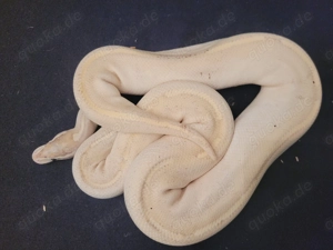 königspythons adult und enz 25