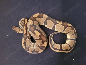 königspythons Bild 10