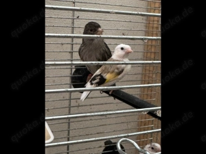 Stigletz Schecke  Tschusii