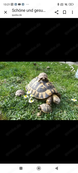 Schöne und gesunde griechische Landschildkröten aus artgerechter Freilandhaltung 