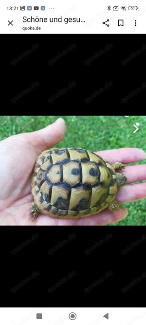 Schöne griechische Landschildkröten von 2022