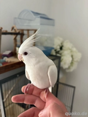 nymphensittiche in weiß handaufzucht  