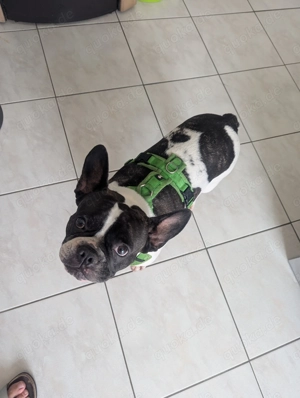 Französische Bulldogge 
