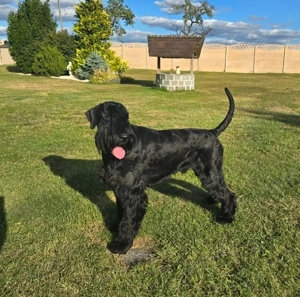 Riesenschnauzer schwarz Welpen mit Pap.