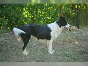 Border Collie Mix Rüde 9Mon AUS KROATIEN