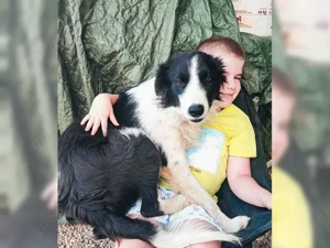 Border Collie Mix Rüde 10 Monate 12kg Ausreise NACH ADOPTION AUS KROATIEN Bild 5