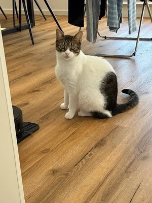 Nolly   Katzenschönheit sucht für-immer-Menschen