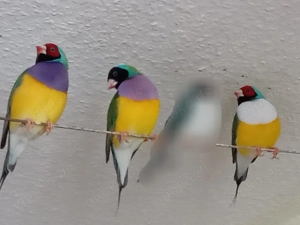  Aktuell : Finken - Goulds abzugeben