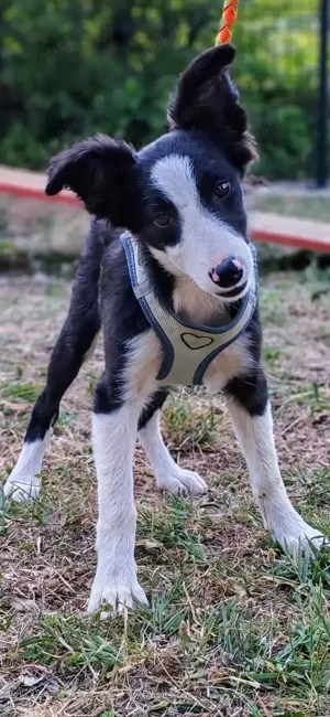 Border Collie Mix Hündin 6Mon bundesweit ausreisebereit NACH ADOPTION aus Kroatien