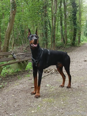 Dobermann sucht ein neues Zuhause 