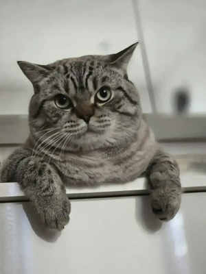 BKH Deckkater (KEIN Verkauf!)