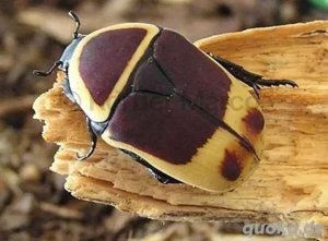 Kongo Rosenkäfer (Pachnoda marginata)