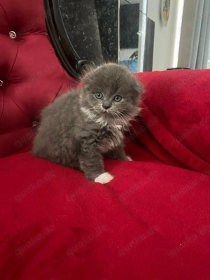 Baby Katzen reinrassig 