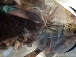 chilobrachys kaeng krachan 