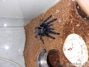 lasiocyano Sazimai (ex. pterinopelma 