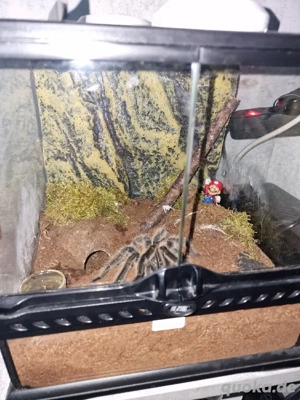 lasiodora parahybana adult 