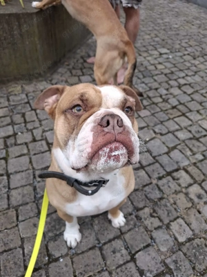 Englische Bulldogge Abraham 