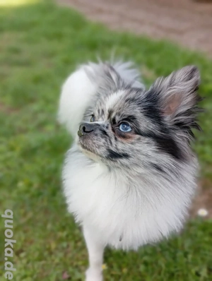 Wunderschöner Pomchi Deckrüde in Blue Merle (Kein Verkauf) !