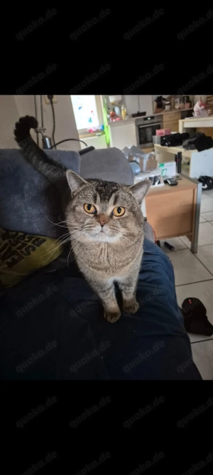 Britisch Kurzhaar Kater Black Tabby Spoddet 