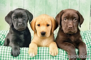 Labrador Retriever welpen