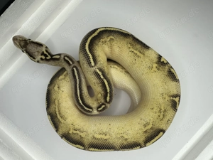 1.0 Freeway pastel   0.1 Leopard pinstripe YB