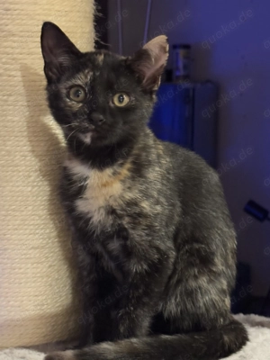 Zwei verschmuste wunderschöne Katzenbabys suchen ein liebevolles Zuhause