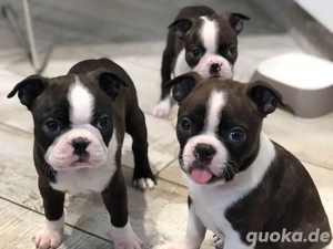 Boston Terrier mini welpen