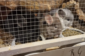 Chinchilla Nachwuchs 
