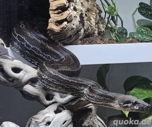  Boa Imperator eventuell komplett mit Terrarium  