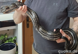  Boa Imperator eventuell komplett mit Terrarium  