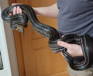  Boa Imperator eventuell komplett mit Terrarium  