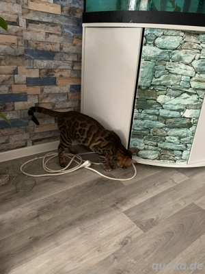 Bengal Katze