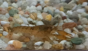 Alabama Zwerflusskrebs