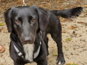 Dasty sucht sein Zuhause