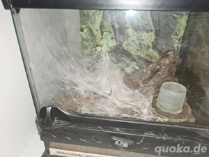 0.1. Heterothele villosella 