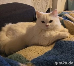 kostenlos Wunderschöne weiße Katze zur Adoption