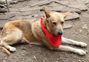 Spencer sucht sein Traumzuhause!  Bild 3