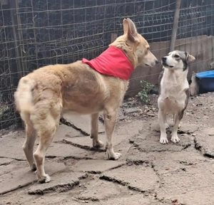 Spencer sucht sein Traumzuhause!  Bild 4