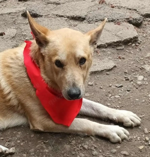 Spencer sucht sein Traumzuhause!  Bild 7