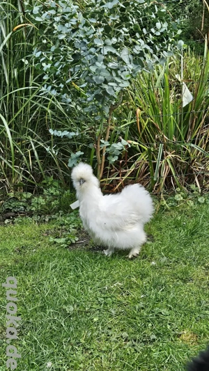 Seidenhühner Seidenhuhn Henne 