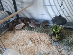 Chinesische zwergwachteln  Bild 2