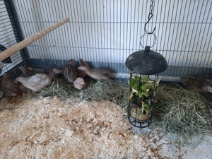 Chinesische zwergwachteln  Bild 3