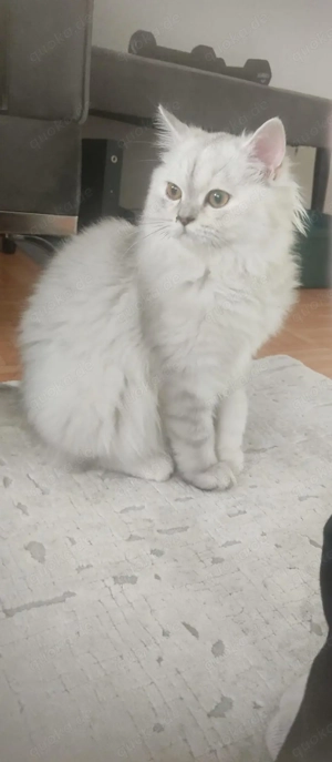 Perserkatze Weiß 