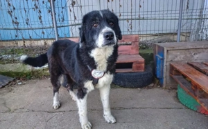 Traumhündin Gracia hofft auf ihre große Chance!