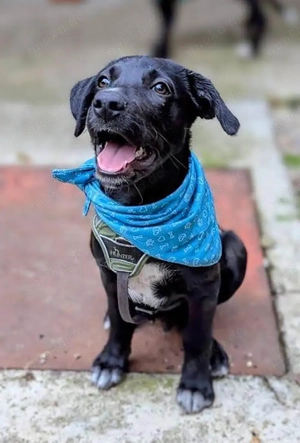 Süßer Paddy sucht seine Familie
