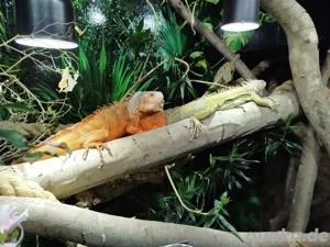 Reserviert 1.1 Iguana Iguana Leguan Marlboro Red und Translusent Green