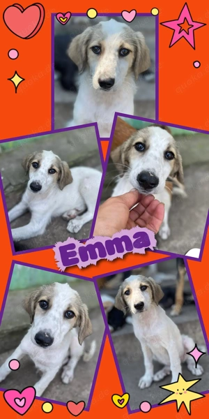 wunderschönes, liebes, menschenbezogenes Welpenmädchen "Emma" sucht ein schönes Zuhause 