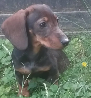 Zwergdackel Molly  sucht ein geeignetes Zuhause 