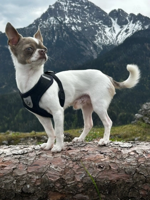 Reinressig Chihuahua-Rüde als Deckrüde Bild 2