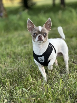 Reinressig Chihuahua-Rüde als Deckrüde Bild 3